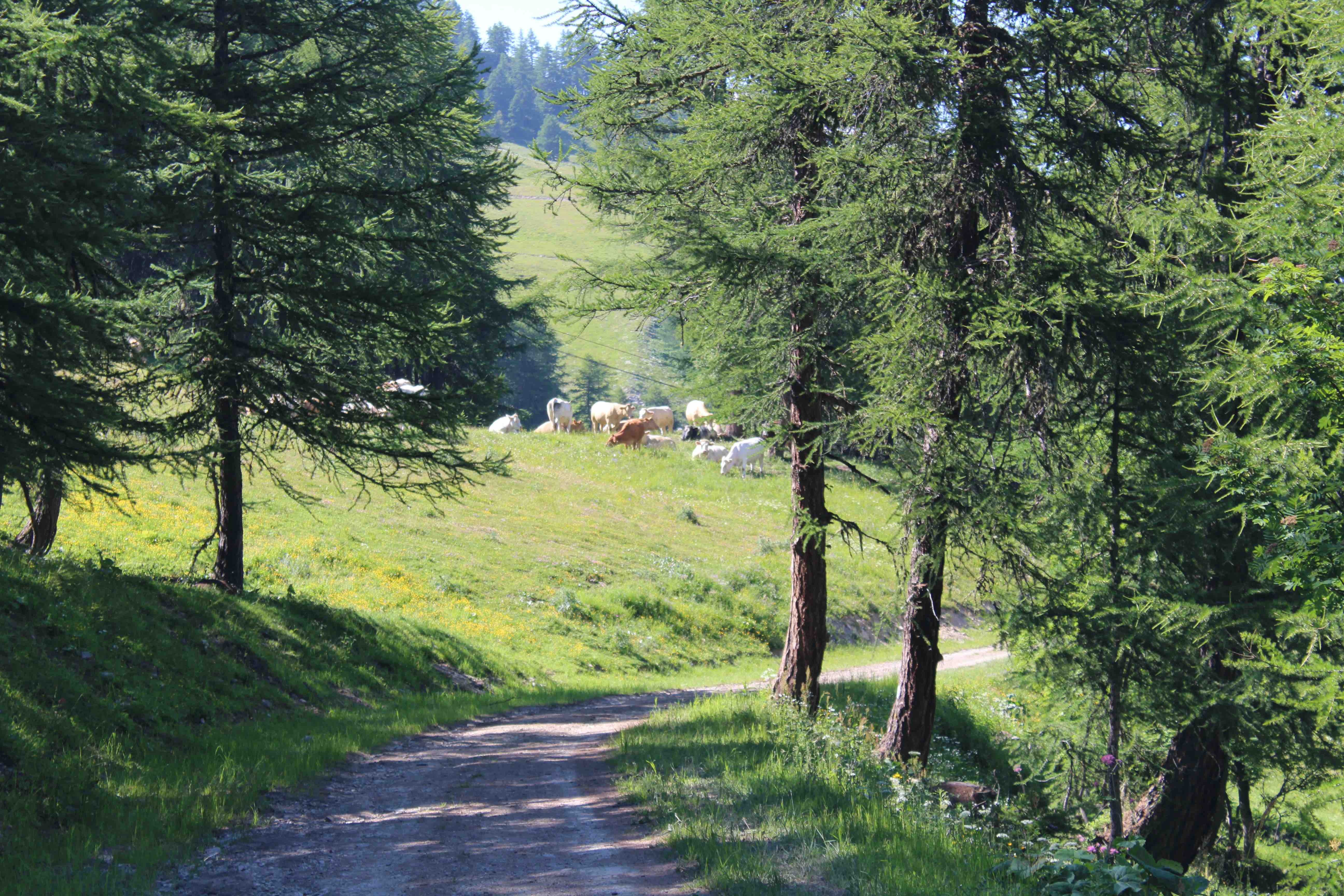 activité maurienne 3